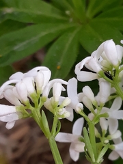 Galium odoratum
