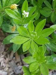 Galium odoratum