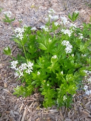 Galium odoratum