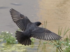 Sturnus unicolor