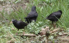 Sturnus unicolor