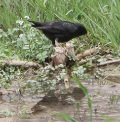 Sturnus unicolor
