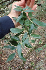 Trichocladus ellipticus