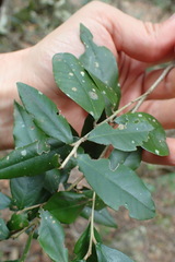 Trichocladus ellipticus