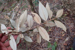 Trichocladus ellipticus