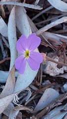 Malcolmia flexuosa