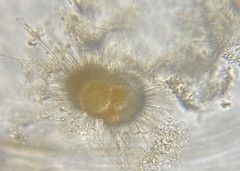 Globigerina