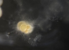 Globigerina