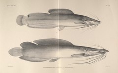 Eel-Like Fattyfin Catfish photo 2