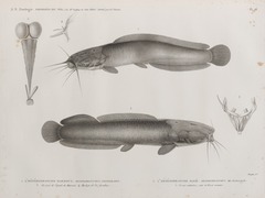 Eel-Like Fattyfin Catfish photo 3
