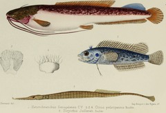 Eel-Like Fattyfin Catfish photo 4