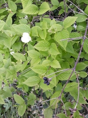 Rhodotypos scandens