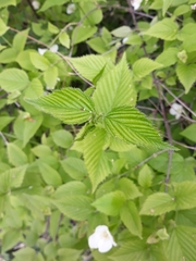Rhodotypos scandens