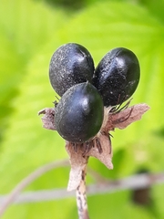 Rhodotypos scandens