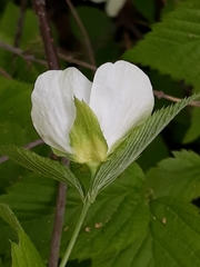 Rhodotypos scandens