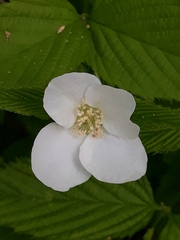 Rhodotypos scandens