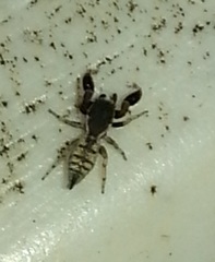 Cheliferoides segmentatus