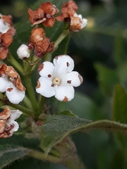 Magnoliopsida