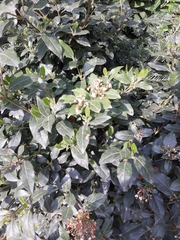 Magnoliopsida