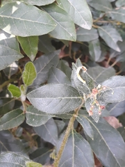 Magnoliopsida