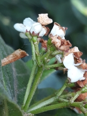 Magnoliopsida