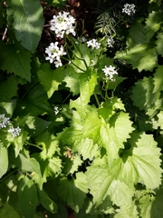 Alliaria petiolata