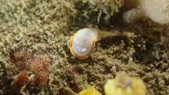 Diaphorodoris