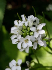 Alliaria petiolata