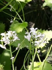 Alliaria petiolata