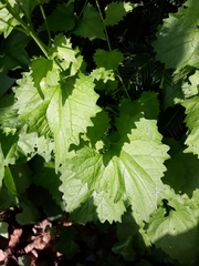Alliaria petiolata