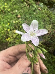 Claytonia caroliniana