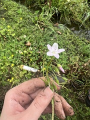 Claytonia caroliniana