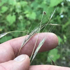 Bromus japonicus