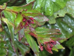 Epilobium australe