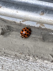 Harmonia axyridis
