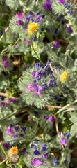 Echium angustifolium