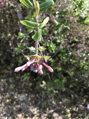 Lonicera implexa