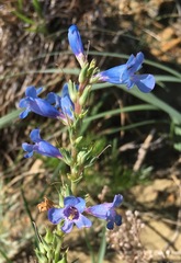 Penstemon nitidus
