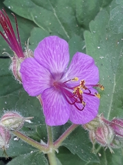 Geranium macrorrhizum