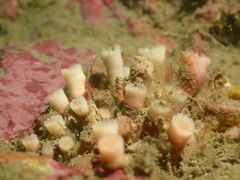 Cladopsammia eguchii