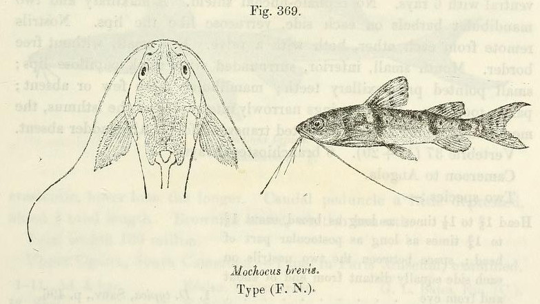 Mochokus brevis