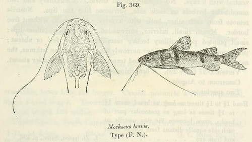 Mochokus