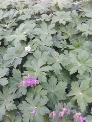 Geranium macrorrhizum