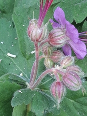 Geranium macrorrhizum