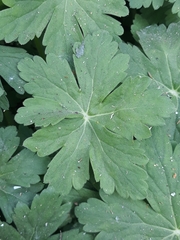 Geranium macrorrhizum