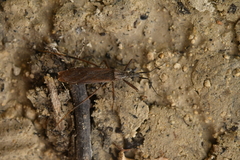 Pygolampis bidentata