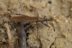 Pygolampis bidentata