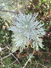 Artemisia arborescens