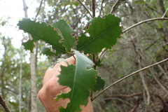 Olea capensis macrocarpa