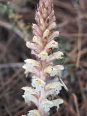 Orobanche amethystea amethystea